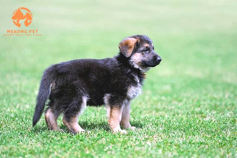 Bán Chó Becgie Con Tại Cần Thơ - Chọn Bạn Đồng Hành Tuyệt Vời!